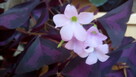 Kwiaty do domu - 2