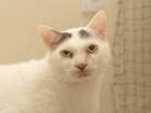 MELEK - kot dla wytrawnego kociarza - uroczy i kochający/Poz - 3