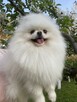 Reproduktor Szpic miniaturowy pomeranian - 3