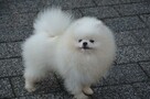 Reproduktor Szpic miniaturowy pomeranian - 2