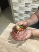 Papugi rudosterki ręcznie karmione - 12