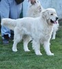 Golden retriever 2 ostatnie suczki - 14
