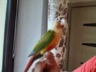 Papugi rudosterki ręcznie karmione - 7