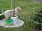 Golden retriever 2 ostatnie suczki - 9