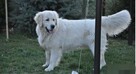 Golden retriever 2 ostatnie suczki - 15