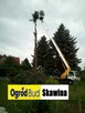 Wycinka Drzew Zwyżka rębak usuwanie korzeni Skawina - 4