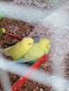Papugi faliste młode - 3