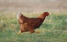 Ferma sprzeda Kury Nioski młode DOWÓZ - 5