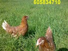 Ferma sprzeda Kury Nioski młode DOWÓZ - 2
