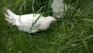 Ferma sprzeda Kury Nioski młode DOWÓZ - 3