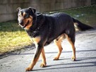 Ares ok.5/6 let.wyjątkowy pies dla Ciebie Jolanta Mosk, - 1