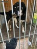 Cudowny psiak kochający ludzi BŁAGA o ratunek - 4