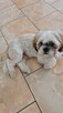 Sprzedam shihtzu - 1