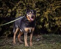 Ares ok.5/6 let.wyjątkowy pies dla Ciebie Jolanta Mosk, - 2