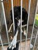 Przyjacielski psiak kochający ludzi nad życie szuka domku - 3