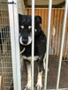 Przyjacielski psiak kochający ludzi nad życie szuka domku - 6