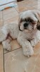 Sprzedam shihtzu - 2