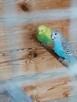 Papugi faliste młode - 3