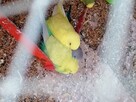 Papugi faliste młode - 4