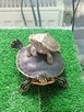 Oddam żółwie wodno lądowe