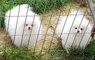 Szpic Miniaturowy Pomeranian - 4