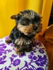 Yorki York Yorkshire Terrier szczenięta z rodowodem-standard - 3