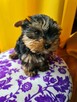 Yorki York Yorkshire Terrier szczenięta z rodowodem-standard - 1