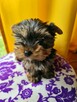 Yorki York Yorkshire Terrier szczenięta z rodowodem-standard - 2