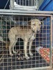 Pies o wielkim sercu i spragniony milości czeka na dom Kamil - 5