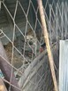 Pies o wielkim sercu i spragniony milości czeka na dom Kamil - 8