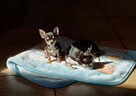 Chihuahua piesek krótkowłosy ZKWP FCI - 5
