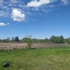 Działka rolno - budowlana 3000m2 gm. Narew, Gradoczno - 3