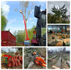 WYCINKA DRZEW, ALPINISTYKA, UTYLIZACJA ODPADÓW DRZEWNYCH - 2