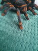 Zdalnie sterowana tarantula, duża, w pełni sprawna - 2