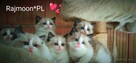 Cudowne kocięta ragdoll rodowód FPL- rezerwacja - 3