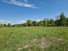 Wydzierżawię / wynajmę działki nad jeziorem w Szczutkowie - 5
