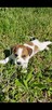 Hodowla JOMS. Szczeniaki Jack Russell Terrier - 4