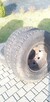 2 opony 9.00 R20 SM210 z felgą 20x8 - 3