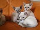 koty tonkijskie (syjamskie, burmańskie) hod. Urok Zycia - 10