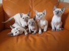 koty tonkijskie (syjamskie, burmańskie) hod. Urok Zycia - 4