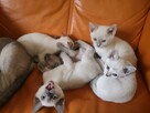 koty tonkijskie (syjamskie, burmańskie) hod. Urok Zycia - 9