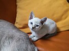koty tonkijskie (syjamskie, burmańskie) hod. Urok Zycia - 8