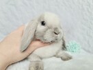 Mini lop królik króliczek miniaturka hodowla rejestrowana - 8