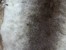 Naturalna skóra z renifera 160x90 cm - 6