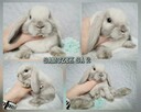 Mini lop królik króliczek miniaturka hodowla rejestrowana - 1