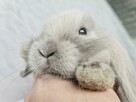 Mini lop królik króliczek miniaturka hodowla rejestrowana - 5