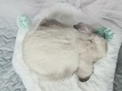 Mini lop królik króliczek miniaturka hodowla rejestrowana - 7