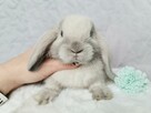 Mini lop królik króliczek miniaturka hodowla rejestrowana - 2