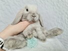 Mini lop królik króliczek miniaturka hodowla rejestrowana - 4