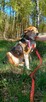 Muminka, nieduża sunia, cicha, nieśmiała, spokojna, adoptuj - 5